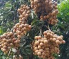 Nhãn Hưng Yên hứa hẹn vụ mùa bội thu: Nông dân chủ động kỹ thuật, thích ứng thời tiết, giữ vững thương hiệu “tiến vua”