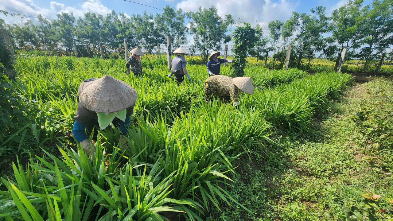 Tái cơ cấu toàn diện, phát triển nông nghiệp xanh và công nghệ cao